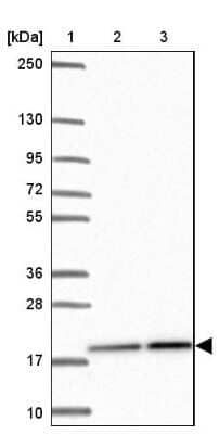Western Blot: PPIH Antibody [NBP2-32416] - Lane 1: Marker  [kDa] 250, 130, 95, 72, 55, 36, 28, 17, 10.  Lane 2: Human cell line RT-4.  Lane 3: Human cell line U-251MG sp