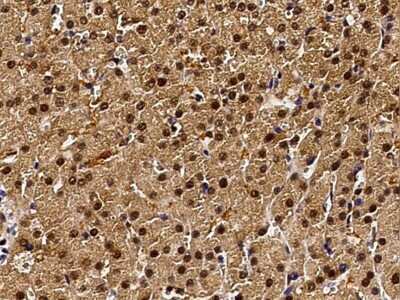 Immunohistochemistry-Paraffin: PPIL2 Antibody [NBP3-00291] - Immunochemical staining of human PPIL2 in human pancreas with rabbit polyclonal antibody (1:2000, formalin-fixed paraffin embedded sections).