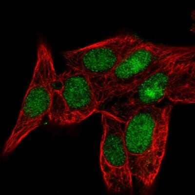 Immunocytochemistry/Immunofluorescence: PPIL3 Antibody [NBP2-56870] - Staining of human cell line Hep G2 shows localization to nucleus & nucleoli.