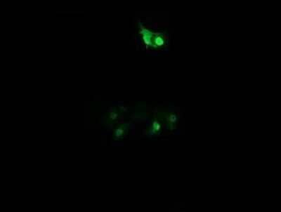 Immunocytochemistry/Immunofluorescence: PPIL3 Antibody (OTI2E7) - Azide and BSA Free [NBP2-73574] - Analysis of COS7 cells transiently transfected by pCMV6-ENTRY PPIL3.