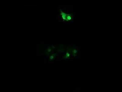 Immunofluorescence: PPIL3 Antibody (OTI2E7) [NBP2-45901] - Analysis  of COS7 cells transiently transfected by pCMV6-ENTRY PPIL3.