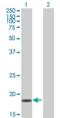 Western Blot: PPIL3 Antibody [H00053938-B01P] - Analysis of PPIL3 expression in transfected 293T cell line by PPIL3 polyclonal antibody.  Lane 1: PPIL3 transfected lysate(17.71 KDa). Lane 2: Non-transfected lysate.