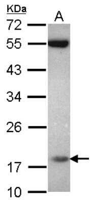 Western Blot: PPIL3 Antibody [NBP2-19900] - Sample (30 ug of whole cell lysate) A: U87-MG 12% SDS PAGE gel, diluted at 1:1000.