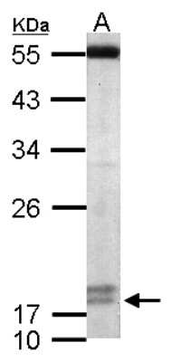 Western Blot: PPIL3 Antibody [NBP2-19900] - Sample (50 ug of whole cell lysate) A: Mouse Brain, 12% SDS PAGE gel, diluted at 1:1000.