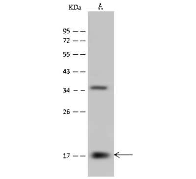 Western Blot: PPIL3 Antibody [NBP2-99600] - Anti-PPIL3 rabbit polyclonal antibody at 1:500 dilution. Lane A: 293 Whole Cell Lysate Lysates/proteins at 30 ug per lane. Secondary Goat Anti-Rabbit IgG (H+L)/HRP at 1/10000 dilution. Developed using the ECL technique. Performed under reducing conditions. Predicted band size: 18 kDa. Observed band size: 18 kDa