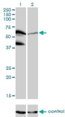 Western Blot: PPIL4 Antibody (1C10) [H00085313-M01] - Analysis of PPIL4 over-expressed 293 cell line, cotransfected with PPIL4 Validated Chimera RNAi ( Cat # H00085313-R01V ) (Lane 2) or non-transfected control (Lane 1). Blot probed with PPIL4 monoclonal antibody (M01), clone 1C10 (Cat # H00085313-M01 ). GAPDH ( 36.1 kDa ) used as specificity and loading control.