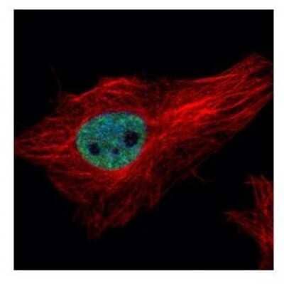 Immunocytochemistry/Immunofluorescence: PPIL4 Antibody [NBP2-19901] - Confocal immunofluorescence analysis of paraformaldehyde-fixed HeLa, using PPIL4 antibody (Green) at 1:500 dilution. Alpha-tubulin filaments are labeled with Alpha-tubulin antibody (Red) at 1:2000.