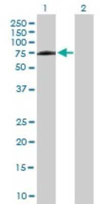 Western Blot: PPIL4 Antibody [H00085313-B01P] - Analysis of PPIL4 expression in transfected 293T cell line by PPIL4 polyclonal antibody.  Lane 1: PPIL4 transfected lysate(54.12 KDa). Lane 2: Non-transfected lysate.