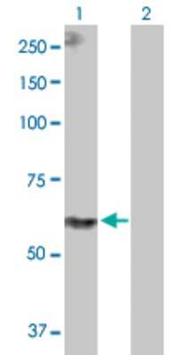 Western Blot: PPIL4 Antibody [H00085313-D01P] - Analysis of PPIL4 expression in transfected 293T cell line by PPIL4 polyclonal antibody.Lane 1: PPIL4 transfected lysate(57.20 KDa).Lane 2: Non-transfected lysate.