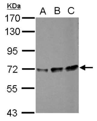 Western Blot: PPIL4 Antibody [NBP2-19901] - Sample (30 ug of whole cell lysate) A: HeLa B: HepG2 C: HCT116 7. 5% SDS PAGE gel, diluted at 1:1000.