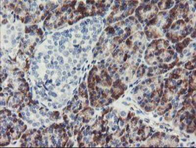 Immunohistochemistry-Paraffin: PPIL6 Antibody (4F2) [NBP2-03728] Staining of paraffin-embedded Human pancreas tissue using anti-PPIL6 mouse monoclonal antibody.