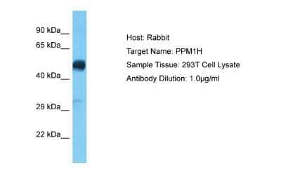 Western Blot: PPM1H Antibody [NBP2-88082] - Host: Rabbit. Target Name: PPM1H. Sample Type: 293T Whole Cell lysates. Antibody Dilution: 1.0ug/ml