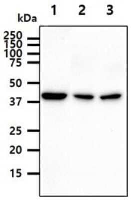 Western Blot: PPME1 Antibody (29G3) [NBP2-59487] - Lane 1: HeLa cell lysates, Lane 2: K562 cell lysates, Lane 3: A549 cell lysates