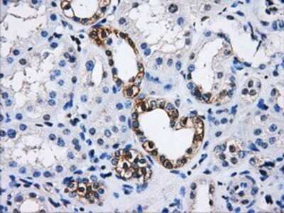 Immunohistochemistry: PPME1 Antibody (OTI7F12) - Azide and BSA Free [NBP2-73583] - Staining of paraffin-embedded Kidney tissue using anti-PPME1mouse monoclonal antibody.