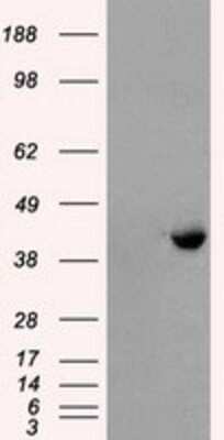 Western Blot: PPME1 Antibody (OTI7F12) - Azide and BSA Free [NBP2-73583] - HEK293T cells were transfected with the pCMV6-ENTRY control (Left lane) or pCMV6-ENTRY PPME1 (Right lane) cDNA for 48 hrs and lysed. Equivalent amounts of cell lysates (5 ug per lane) were separated by SDS-PAGE and immunoblotted with anti-PPME1.
