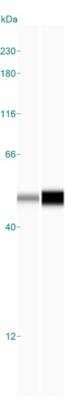 Simple Western: PPME1 Antibody [NBP2-38515] - Simple Western lane view shows a specific band for PPME1 in 0.2 mg/ml of HT-29 (left) and HCT 116 (right) lysate(s). This experiment was performed under reducing conditions using the 12-230 kDa separation systems.