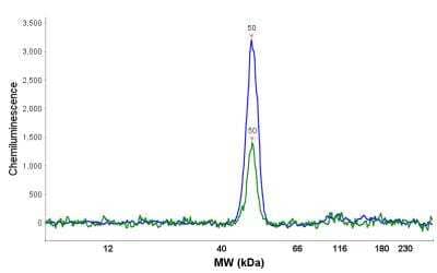 Simple Western: PPME1 Antibody [NBP2-38515] - Electropherogram image of the corresponding Simple Western lane view. PPME1 antibody was used at 1:25 dilution on HT-29 and HCT 116 lysate(s) respectively.
