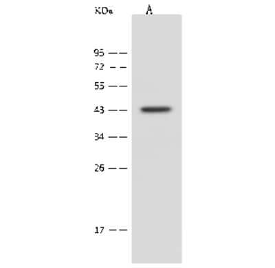 Western Blot: PPME1 Antibody [NBP2-99601] - Anti-PPME1 rabbit polyclonal antibody at 1:500 dilution. Lane A: Jurkat Whole Cell Lysate Lysates/proteins at 30 ug per lane. Secondary Goat Anti-Rabbit IgG (H+L)/HRP at 1/10000 dilution. Developed using the ECL technique. Performed under reducing conditions. Predicted band size: 42 kDa. Observed band size: 43 kDa