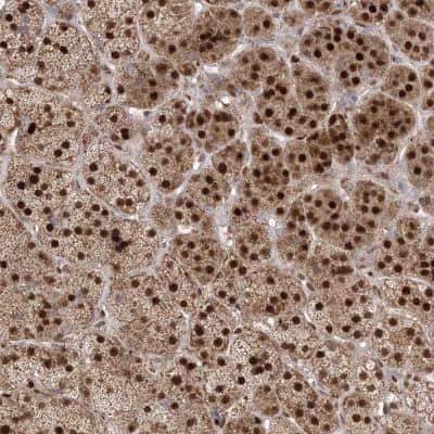 Immunohistochemistry: PPOX Antibody [NBP1-80885] - Staining of human adrenal gland shows strong nuclear and cytoplasmic positivity in glandular cells.