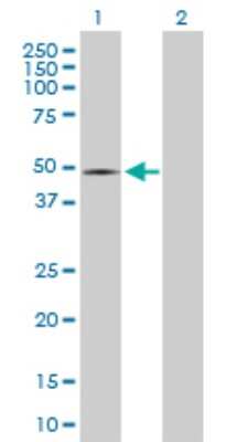 Western Blot: PPOX Antibody [H00005498-D01P] - Analysis of PPOX expression in transfected 293T cell line by PPOX polyclonal antibody.Lane 1: PPOX transfected lysate(50.80 KDa).Lane 2: Non-transfected lysate.