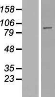 Western Blot: PPP1R10 Overexpression Lysate (Adult Normal) [NBP2-08077] Left-Empty vector transfected control cell lysate (HEK293 cell lysate); Right -Over-expression Lysate for PPP1R10.