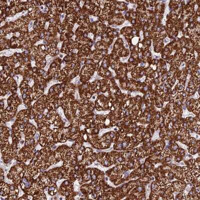 Immunohistochemistry-Paraffin: PPP1R12C Antibody [NBP1-94079] - Staining of human liver shows strong cytoplasmic positivity in hepatocytes.