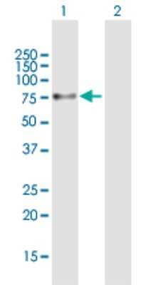 Western Blot: PPP1R16B Antibody [H00026051-B01P] - Analysis of PPP1R16B expression in transfected 293T cell line by PPP1R16B polyclonal antibody.  Lane 1: PPP1R16B transfected lysate(62.37 KDa). Lane 2: Non-transfected lysate.