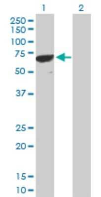 Western Blot: PPP1R16B Antibody [H00026051-D01P] - Analysis of PPP1R16B expression in transfected 293T cell line by PPP1R16B polyclonal antibody.Lane 1: PPP1R16B transfected lysate(63.60 KDa).Lane 2: Non-transfected lysate.