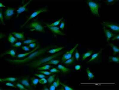 Immunocytochemistry/Immunofluorescence: PPP1R1C Antibody [H00151242-D01P] - Analysis of antibody to PPP1R1C on HeLa cell. Antibody concentration 30 ug/ml.