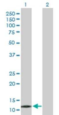 Western Blot: PPP1R1C Antibody [H00151242-D01P] - Analysis of PPP1R1C expression in transfected 293T cell line by PPP1R1C polyclonal antibody.Lane 1: PPP1R1C transfected lysate(12.30 KDa).Lane 2: Non-transfected lysate.