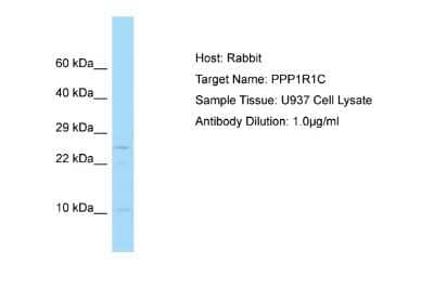 Western Blot PPP1R1C Antibody - BSA Free