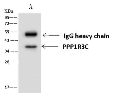 Immunoprecipitation: PPP1R3C Antibody [NBP2-97704] - PPP1R3C was immunoprecipitated using: Lane A: 0.5 mg Mouse kidney Whole Cell Lysate 4 ul anti-PPP1R3C rabbit polyclonal antibody and 60 ug of Immunomagnetic beads Protein A/G.  Primary antibody: Anti-PPP1R3C rabbit polyclonal antibody, at 1:100 dilution. Secondary antibody: Goat Anti-Rabbit IgG (H+L)/HRP at 1/10000 dilution. Developed using the ECL technique. Performed under reducing conditions. Predicted band size: 37 kDa. Observed band size: 37 kDa