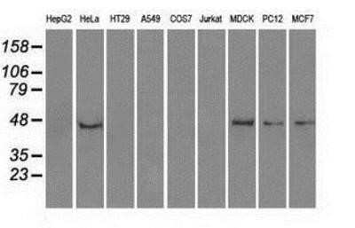 Western Blot: PPP1R7 Antibody (OTI4F9) - Azide and BSA Free [NBP2-73586] - Analysis of extracts (35ug) from 9 different cell lines by using g anti-PPP1R7 monoclonal antibody (HepG2: human; HeLa: human; SVT2: mouse; A549: human; COS7: monkey; Jurkat: human; MDCK: canine; PC12: rat; MCF7: human).