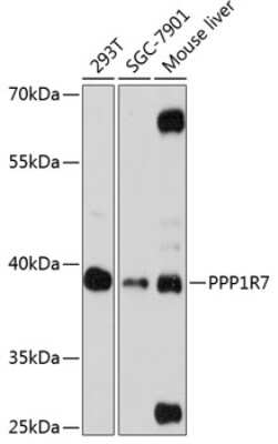 Western Blot PPP1R7 Antibody - Azide and BSA Free