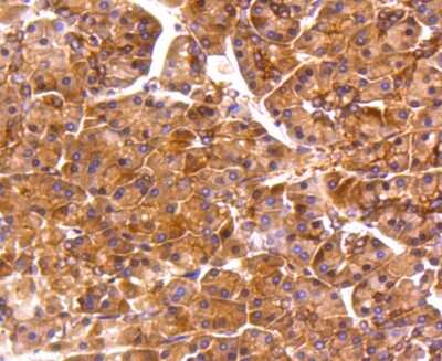 Immunohistochemistry-Paraffin: PPP2CB Antibody (SN70-08) [NBP2-67688] - Analysis of paraffin-embedded human pancreas tissue using anti-PP2A alpha + beta antibody. Counter stained with hematoxylin.
