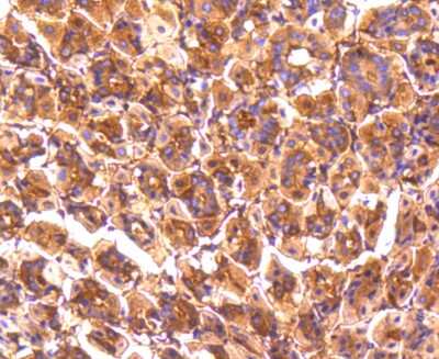 Immunohistochemistry-Paraffin: PPP2CB Antibody (SN70-08) [NBP2-67688] - Analysis of paraffin-embedded mouse stomach tissue using anti-PP2A alpha + beta antibody. Counter stained with hematoxylin.