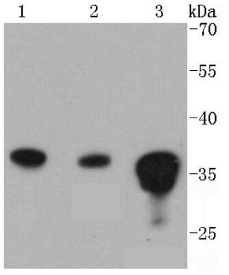 Western Blot: PPP2CB Antibody (SN70-08) [NBP2-67688] - Analysis of PP2A alpha + beta on different lysates using anti-PP2A alpha + beta antibody at 1/1,000 dilution. Positive control:  Lane 1: A431  Lane 2: NIH/3T3  Lane 3: 293T