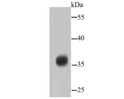 Western Blot: PPP2CB Antibody (SN70-08) [NBP2-67688] - Analysis of PP2A alpha + beta on hybrid fish (crucian-carp) brain tissue lysate using anti-PP2A alpha + beta antibody at 1/500 dilution.