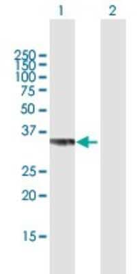 Western Blot: PPP2CB Antibody [H00005516-B01P] - Analysis of PPP2CB expression in transfected 293T cell line by PPP2CB polyclonal antibody.  Lane 1: PPP2CB transfected lysate(34.1 KDa). Lane 2: Non-transfected lysate.