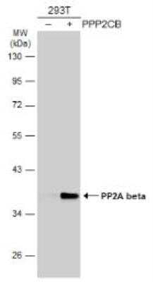 Western Blot: PPP2CB Antibody [NBP1-32069] - Non-transfected (-) and transfected (+) 293T whole cell extracts (30 ug) were separated by 10% SDS-PAGE, and the membrane was blotted with PP2A beta antibody diluted at 1:1000. The HRP-conjugated anti-rabbit IgG antibody was used to detect the primary antibody.