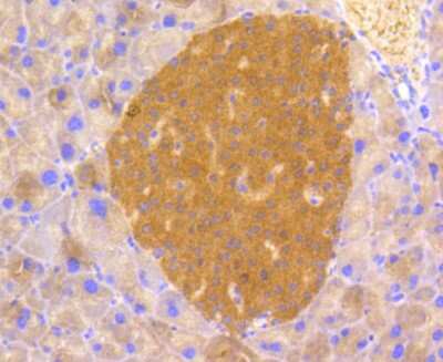 Immunohistochemistry-Paraffin: PPP2CB [p Tyr307] Antibody (ST49-05) [NBP2-67512] - Analysis of paraffin-embedded mouse pancreas tissue using anti-Phospho-PP2A(pY307) antibody. Counter stained with hematoxylin.