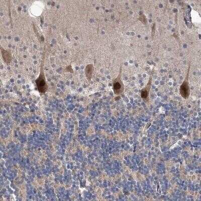 Immunohistochemistry-Paraffin: PPP2R2B Antibody [NBP1-92283] - Staining of human cerebellum shows strong nuclear and cytoplasmic positivity in purkinje cells.