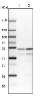 Western Blot: PPP2R2B Antibody [NBP2-46667] - Lane 1: NIH-3T3 cell lysate (Mouse embryonic fibroblast cells). Lane 2: NBT-II cell lysate (Rat Wistar bladder tumor cells).