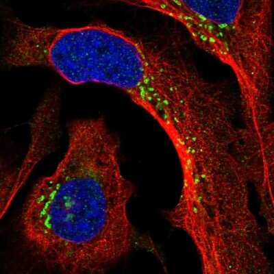 Immunocytochemistry/Immunofluorescence: PPP2R3A Antibody [NBP2-55833] - Staining of human cell line U-2 OS shows localization to the Golgi apparatus.