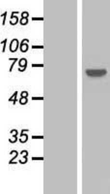 Western Blot: PPP2R3A Overexpression Lysate (Adult Normal) [NBP2-04878] Left-Empty vector transfected control cell lysate (HEK293 cell lysate); Right -Over-expression Lysate for PPP2R3A.