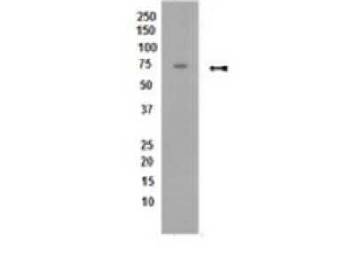 Western Blot: PPP2R4 Antibody (H5D12) [NBP2-29818] - This lot detected PP2A, B subunit, B56 delta in HeLa nuclear cell extract when it was tested at 1:2000 in blocking buffer.