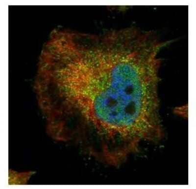 Immunocytochemistry/Immunofluorescence: PPP2R4 Antibody [NBP2-19909] - Confocal immunofluorescence analysis of paraformaldehyde-fixed HeLa, using PPP2R4 antibody (Green) at 1:500 dilution. Alpha-tubulin filaments are labeled with Alpha-tubulin antibody (Red) at 1:2000.