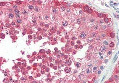 Immunohistochemistry-Paraffin: PPP2R4 Antibody [NBP1-51951] - (3.75ug/ml) staining of paraffin embedded Human Testis. Steamed antigen retrieval with citrate buffer pH 6, AP-staining.