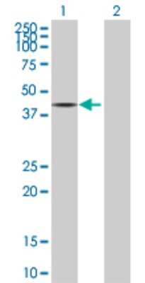 Western Blot: PPP2R4 Antibody [H00005524-B01P] - Analysis of PPP2R4 expression in transfected 293T cell line by PPP2R4 polyclonal antibody.  Lane 1: PPP2R4 transfected lysate(35.53 KDa). Lane 2: Non-transfected lysate.