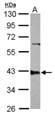 Western Blot: PPP2R4 Antibody [NBP2-19909] - Sample (30 ug of whole cell lysate) A: A549 10% SDS PAGE gel, diluted at 1:1000.